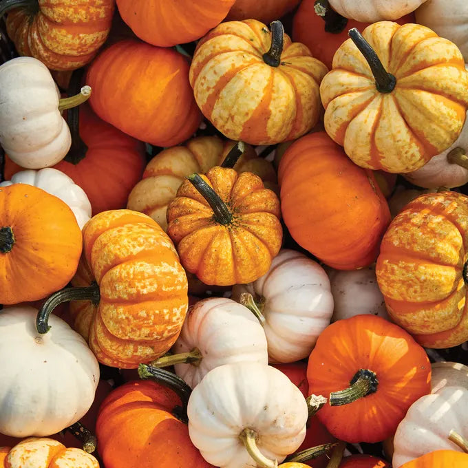 Mini Pumpkins Sack