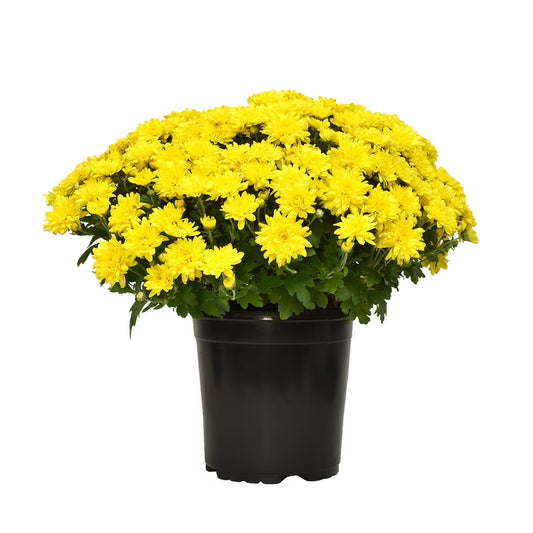 Extra Mums (ADD-ON ONLY)